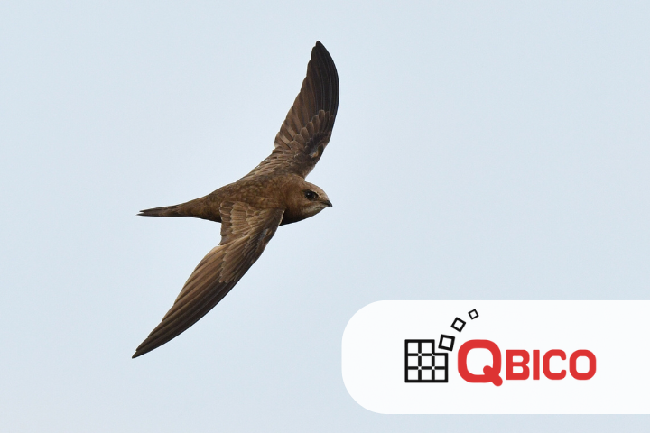 jerzyk w locie, logo firmy QBICO